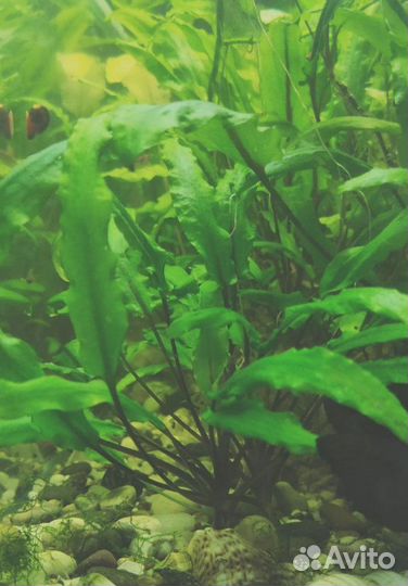 Криптокорина