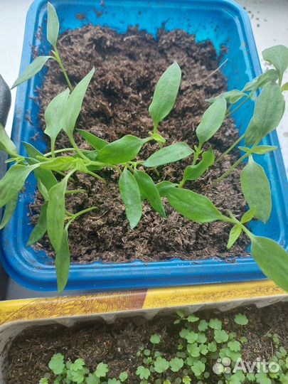 Рассада перца