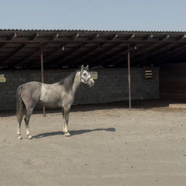 Англо арабский конь