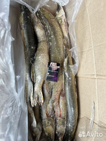 Рыба свежемороженая
