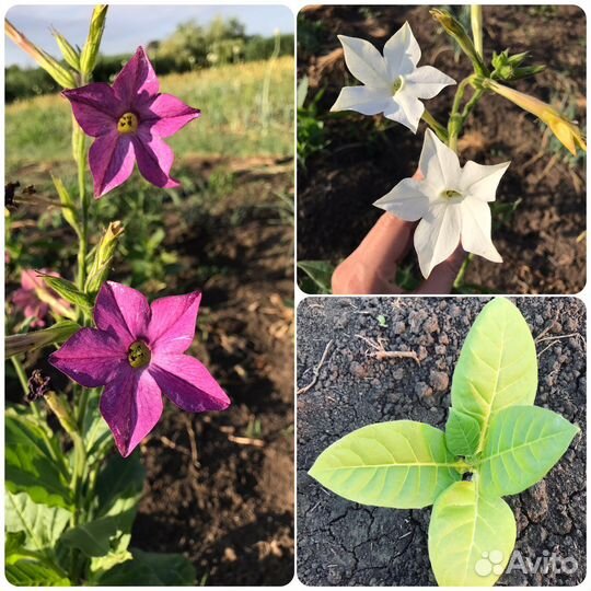 Семена табака