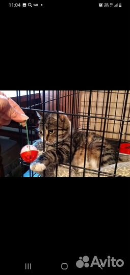 Кошки в добрые руки бесплатно