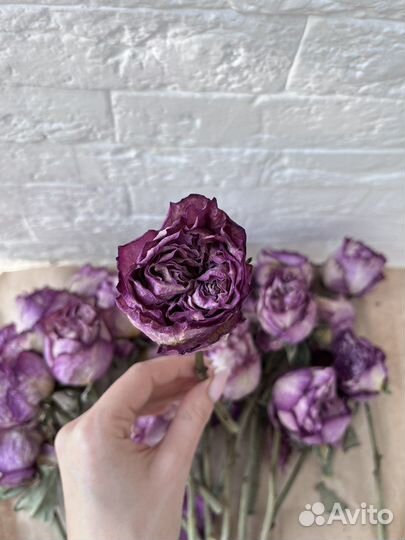 Пионовидные розы сушеные для творчества сухоцветы