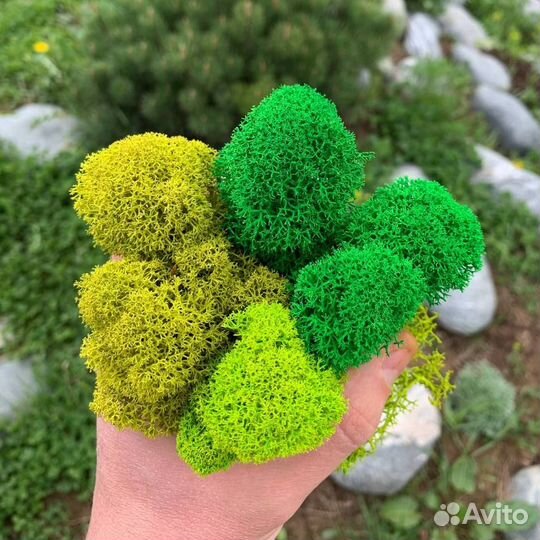 Стабилизированный мох, 1 кг