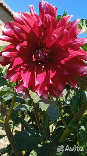 Георгины клубни