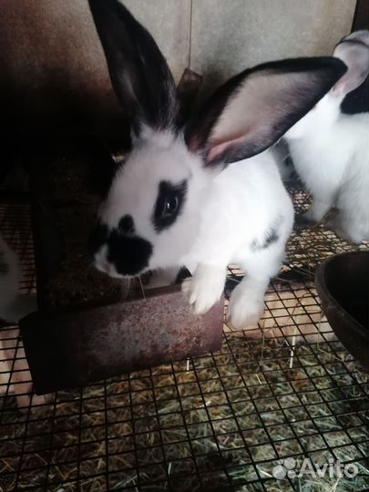 Кролики порода бабочки