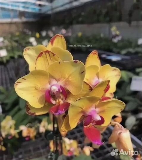 Орхидея фаленопсис