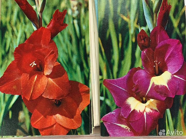 Открытки СССР цветы гладиолусы