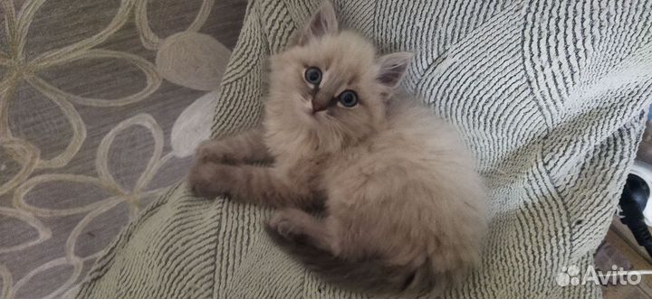 Кошка невская маскарадная