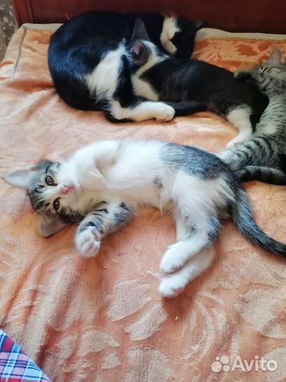 Котята в добрые руки