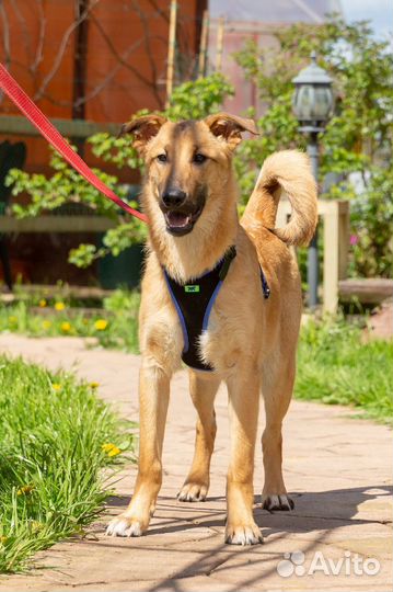 Алания, 1 год, активная и жизнерадостная в дар