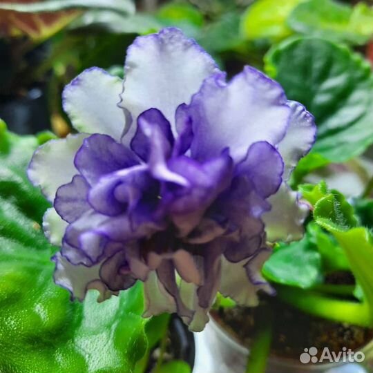 Детки сортовых фиалок