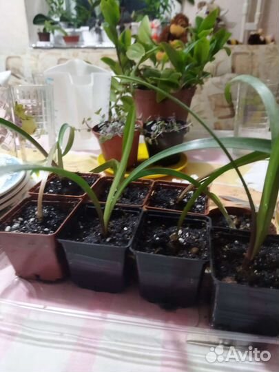 Гиппиаструм