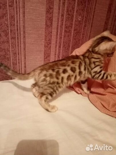 Бенгальская