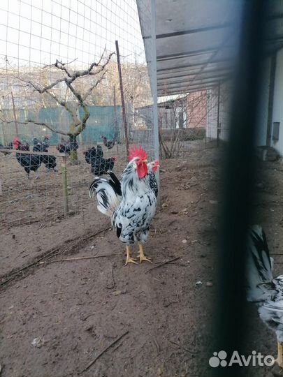 Циплята/Инкубационное яйцо