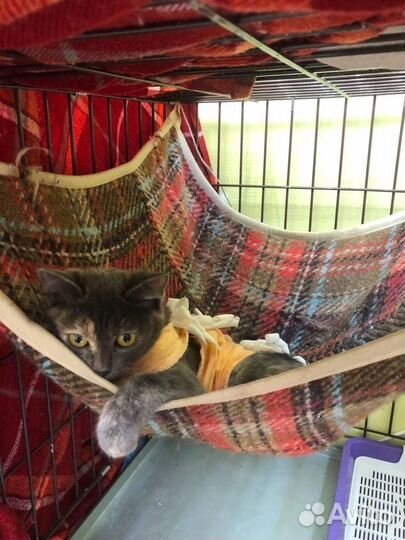 Кошечка Леся