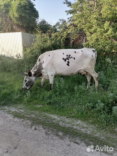 Продам корову