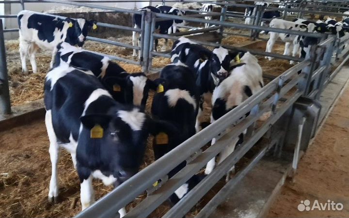 Бычки и телята