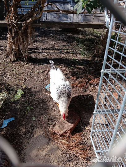 Петушки Адлерской серебристой