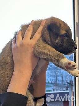 Лабрадор ретривер