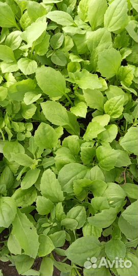 Семена Астры, Гомфрены, Гороха Сладкого,Тыквы