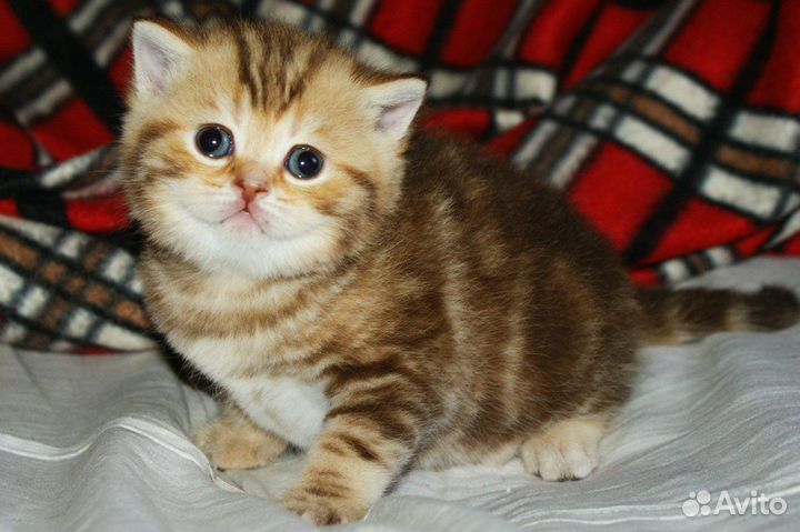 Шикарные котята, вислоухие мраморные очаровашки