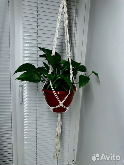 Epipremnum aureum (Эпипремнум золотистый) 16/20