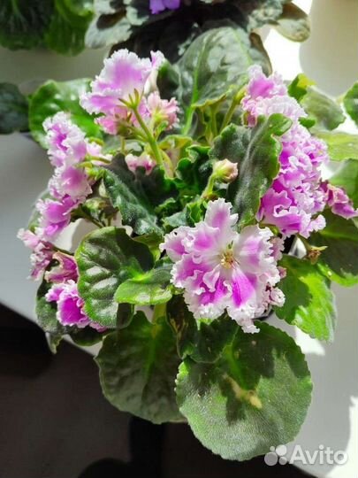 Сортовые фиалки