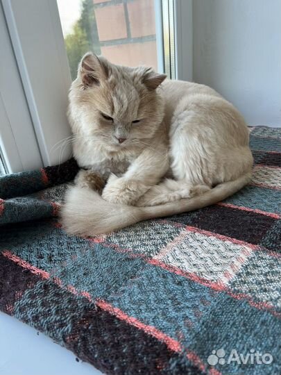 Отдам кота в добрые руки