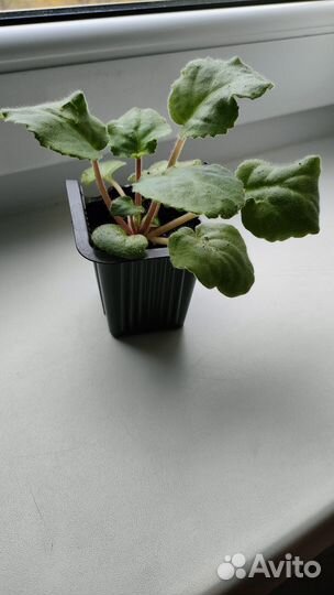 Фиалки махровые