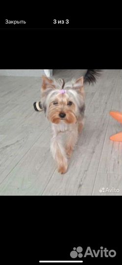 Йоркширский терьер мини девочка