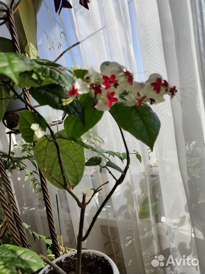 Клеродендрум томпсон