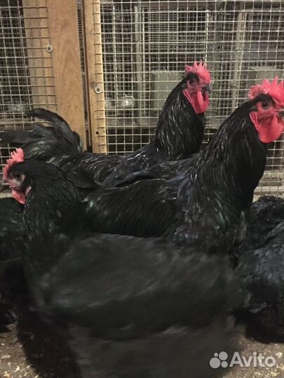 Чёрные петухи И куры доставка