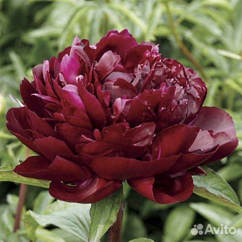 Пион Блэк Бьюти