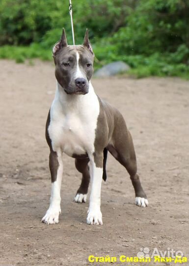 Молодая, голубая с белым стаффочка