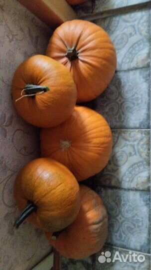 Тыква,конфета, самая сладкая из тыкв