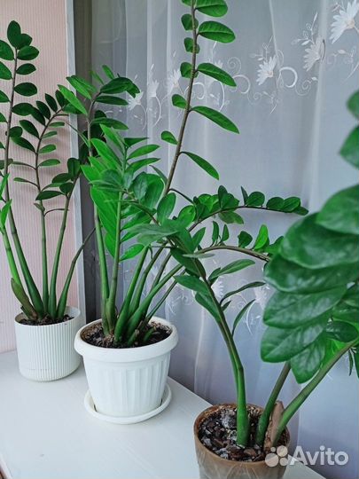 Замиокулькас долларовое дерево