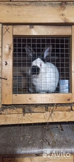 Калифорнийские кролики