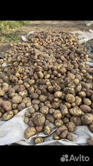 Продам картофель