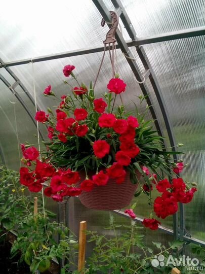 Гвоздика ампельная