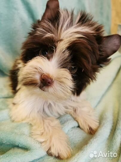 Бивер девочка