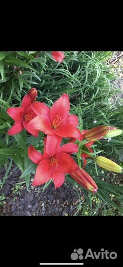 Лилии луковицы