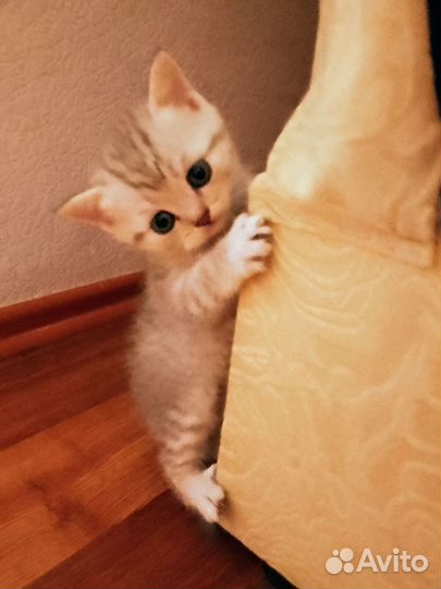 Шотландские котята
