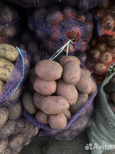 Картофель всех сортов