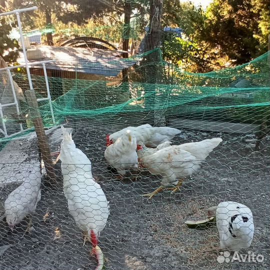 Молодые петухи на племя или убой