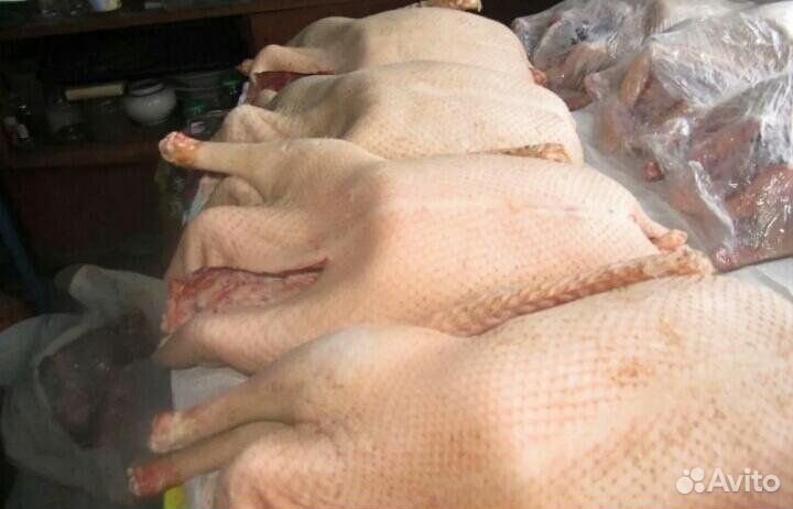 Домашнии гуси