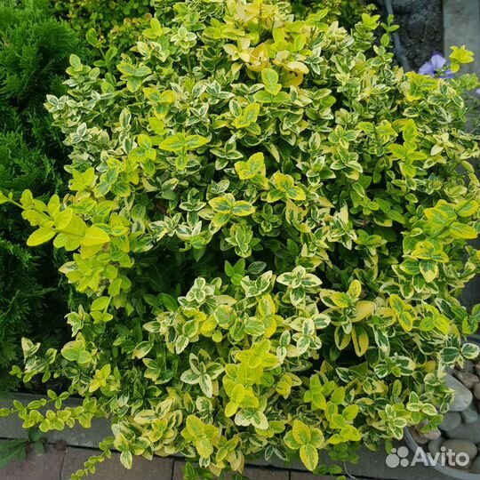 Олеандр белый