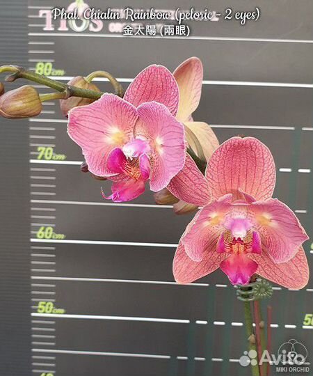 Орхидея Phal. Chialin Rainbow (peloric - 2 eyes)