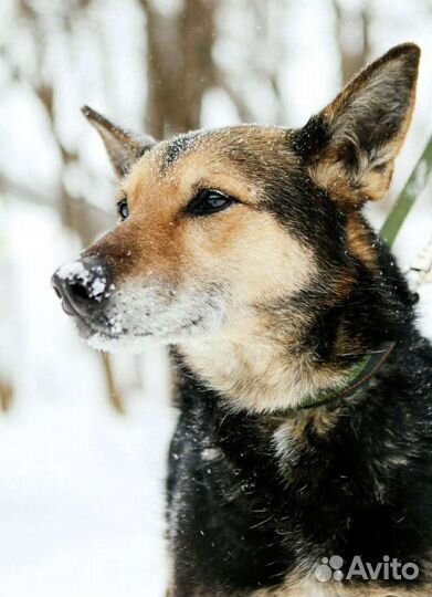 Приютской Монти никогда не давали шанса