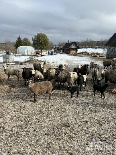 Овцы ягнята бараны